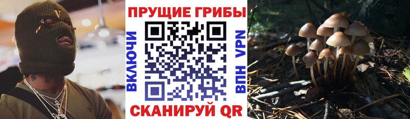 Псилоцибиновые грибы GOLDEN TEACHER Дальнегорск