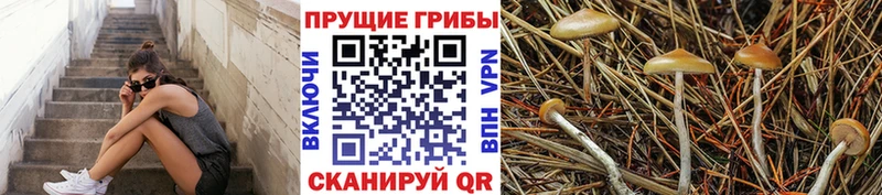 наркота  блэк спрут tor  Псилоцибиновые грибы Magic Shrooms  Дальнегорск 